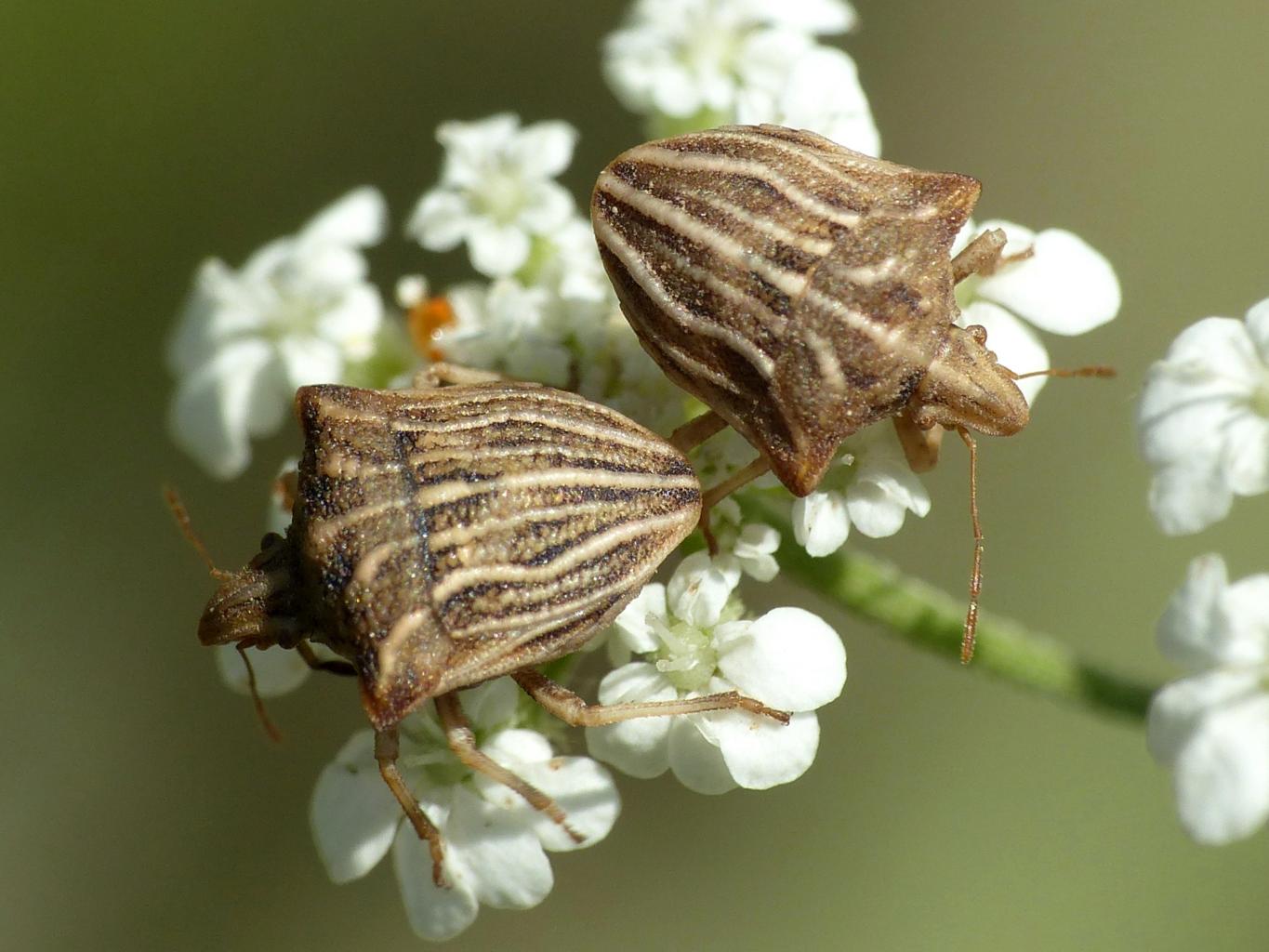 Ancyrosoma leucogrammes